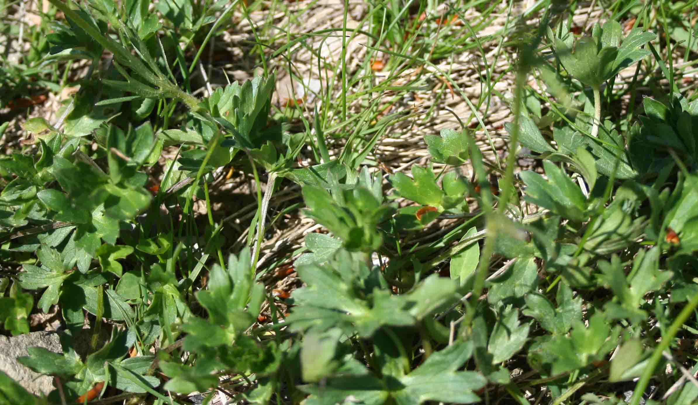 Ranunculus?